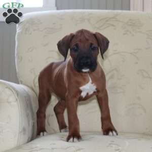 Buick, Boxer Puppy
